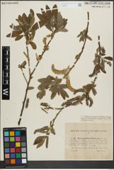 Foto von Salix pedicellata Desf.